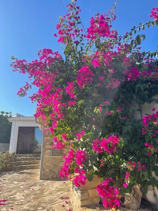 Rustico Appartment 'Olta' In Finca, See-And Garden Side Teulada Dış mekan fotoğraf